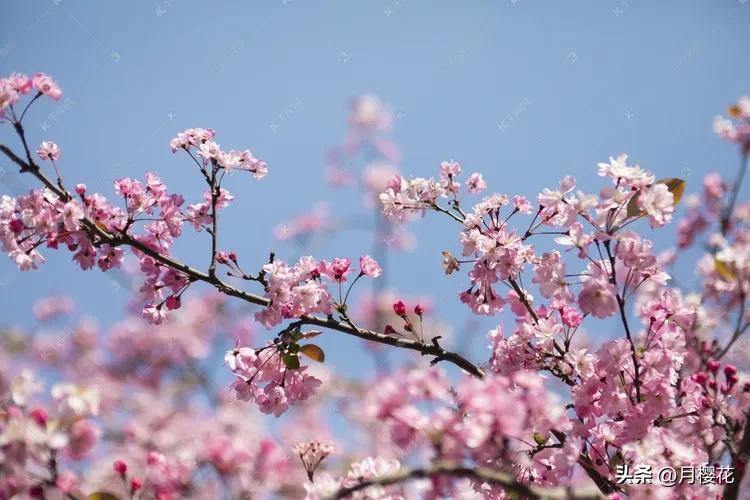 赏花的心情句子，适合发朋友圈