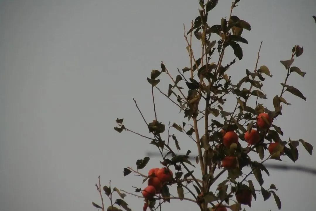 那些神仙句子，建议收藏 （提笔落花墨生香，深思浅吟意化蝶）